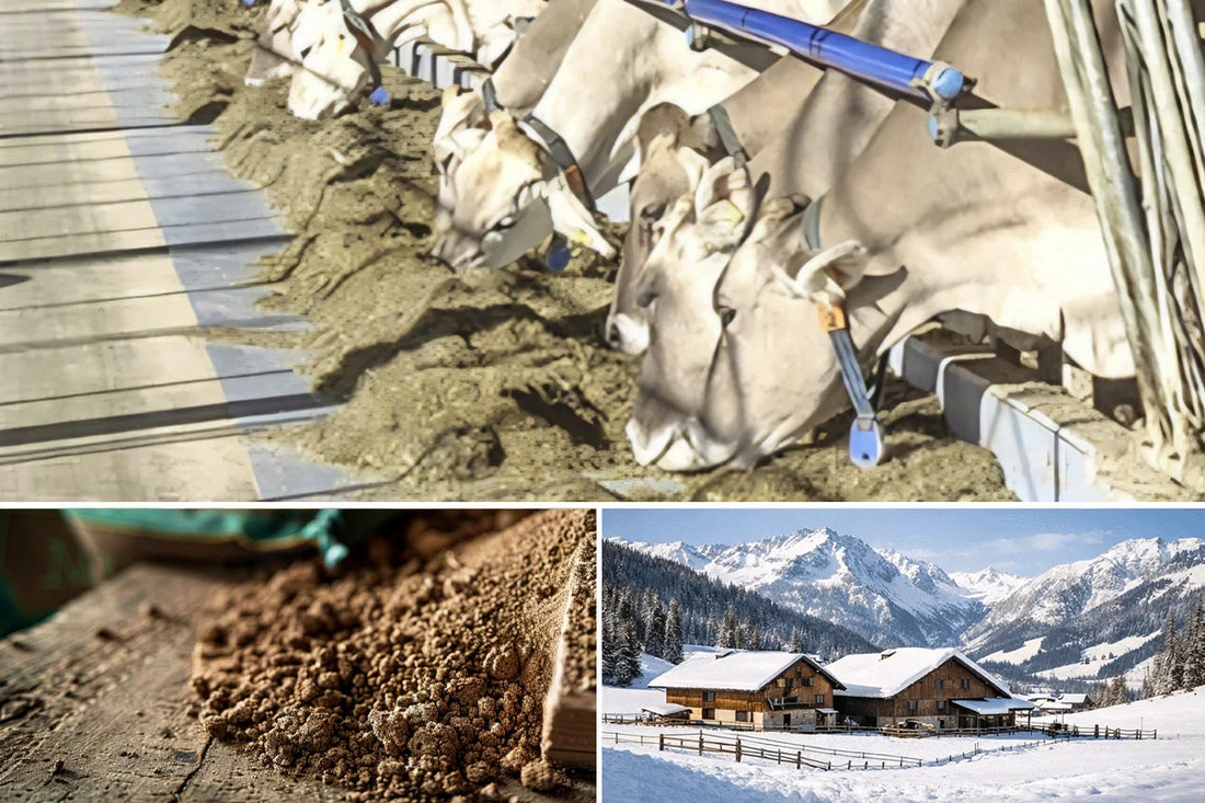 Rinder Fütterung im Winter