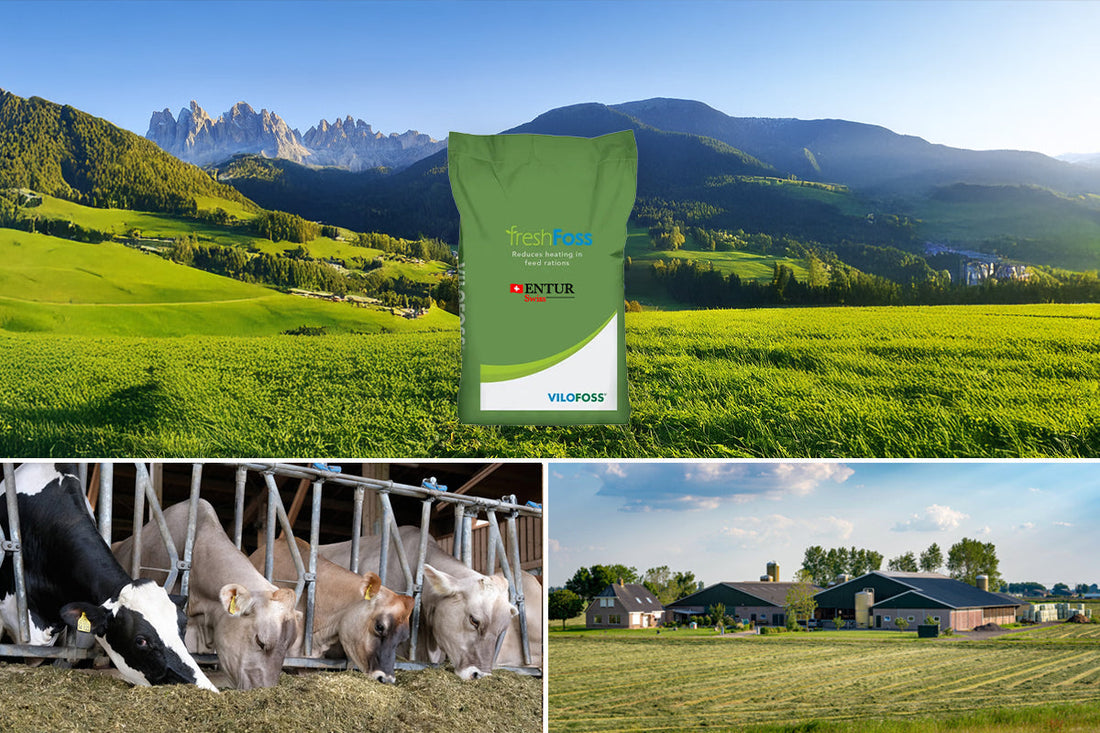 FreshFoss Produktevorstellung gegen Nacherwärmung TMR bei Kühen