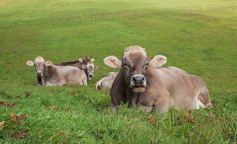 Kühe liegen auf einer Wiese und ruhen sich aus