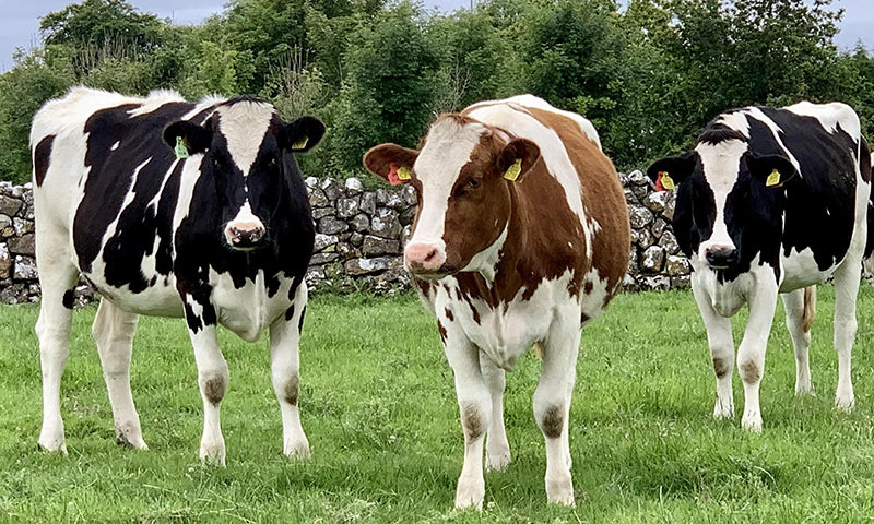 3 Kühe auf einer Wiese