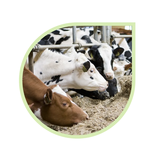 CoolFoss 49300 Anwendung Hitzemanagement für Milchkühe