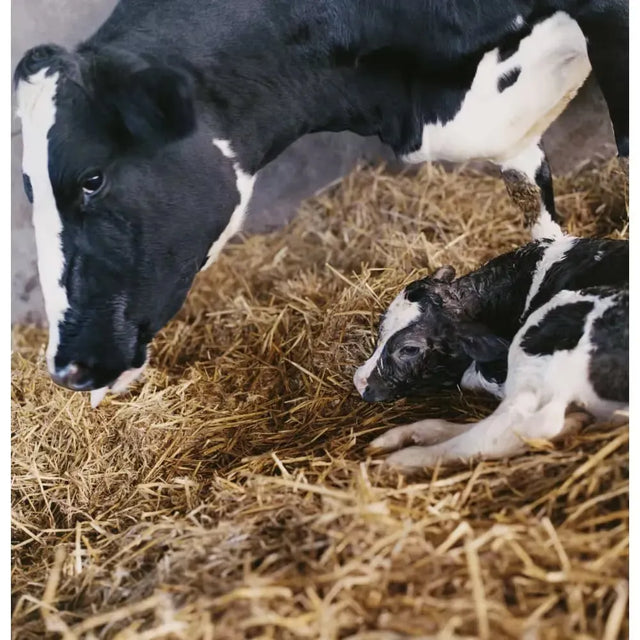 Eine Kuh und ein neugeborenes Kalb befinden sich im Stroh