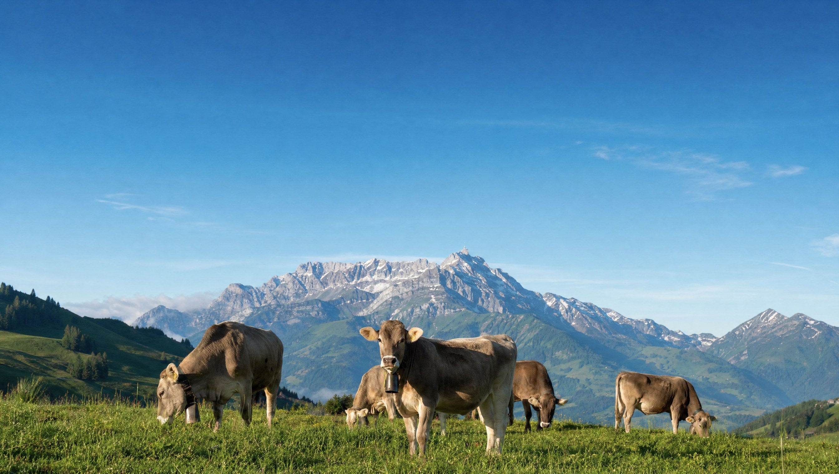 Braunvieh-Kühe auf einer Alpwiese vor Säntis-Kulisse