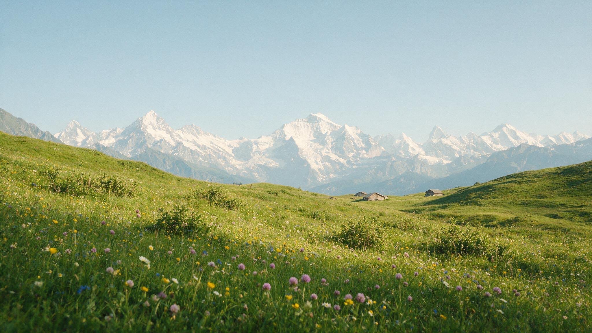 Schweizer Alpenpanorama mit Blumenwiese und schneebedeckten Bergen